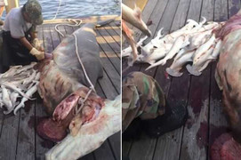 Clip: Cá mập mang thai 34 con bị ngư dân mổ bụng