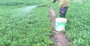 Hiểm họa chết người từ rau bẩn