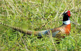 Nuôi chim lạ bị thiên hạ chê khùng