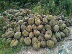 Ồ ạt mua sầu riêng non xuất sang Trung Quốc