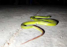 Rắn lục đuôi đỏ xuất hiện nhiều bất thường ven sông Sài Gòn