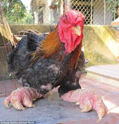 Giống gà nghìn USD của Việt Nam được 'báo Tây' tán tụng