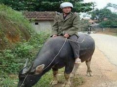 Mũ bảo hiểm ở nông thôn: Chỉ đội khi trời nắng