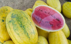 Lùng mua hạt giống dưa hấu vỏ vàng ruột đỏ giá bèo
