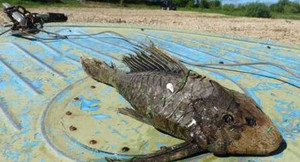 Bắt được 'thuỷ quái' kỳ dị đầu bò sát, vảy hoá thạch