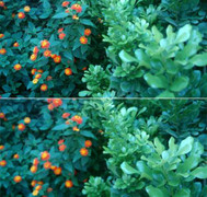 Camera trên Bphone còn nhiều lỗi