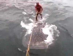 Liều lĩnh lướt sóng trên lưng cá mập voi