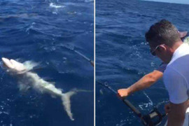 Van Persie khoe tài câu cá mập