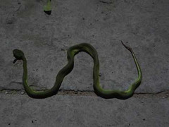 Thực hư tin đồn có người thả rắn lục đuôi đỏ ở TP.HCM