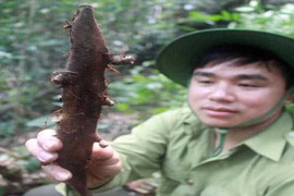 Đổ xô săn lùng thảo dược kỳ quái như thằn lằn bò trên vách đá