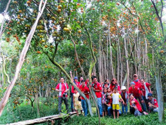 Khám phá 'vương quốc' quýt hồng Lai Vung