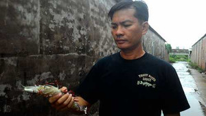 Săn siêu tôm ở biển Cà Mau