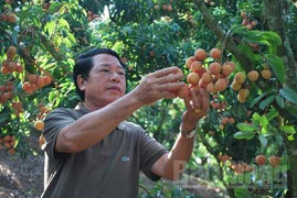 Thương lái Trung Quốc giàu to nhờ vải thiều mọc từ thân của Việt Nam