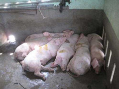 Phản cảm chuồng lợn giữa bệnh viện