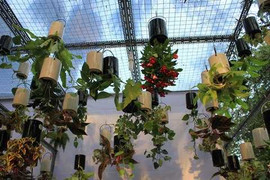 Ấn tượng vườn treo ngược