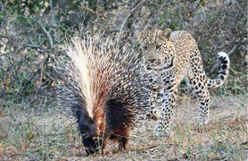 Gặp nhím xù lông nhọn, báo đốm hung dữ sợ 'tái mặt'