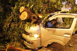 TP.HCM: Cây cổ thụ đè bẹp ô tô trong cơn giông