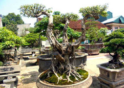 'Siêu cây cảnh' tiền tỷ hạ giá, bán rong trên phố Hà Nội