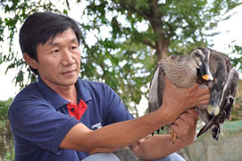 'Vua' vịt trời trên đất phương Nam