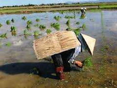 Áo tơi khơi dậy nét duyên thầm