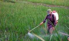 Những người gieo tai ương trên đồng ruộng