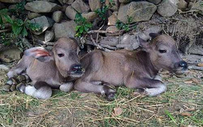 Đổ xô đi xem trâu mẹ sinh đôi nghé con