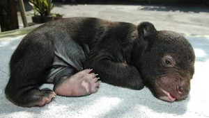 Mua chó nuôi 2 năm mới biết là... gấu đen quý hiếm