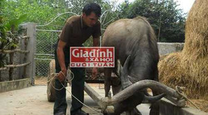 Dị nhân xứ Nghệ có biệt tài 'nói chuyện' với... trâu, bò