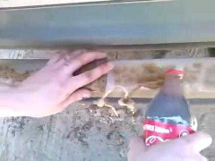 Kinh ngạc xem làm sạch bóng thanh sắt gỉ sét bằng... Coca Cola