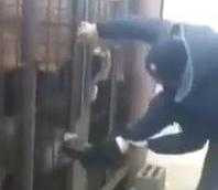 Clip: Ngông cuồng trêu chó bị trả giá đắt