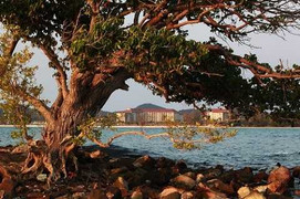 Vinpearl Phú Quốc và truyền thuyết mới về cây Hải Sơn Tùng