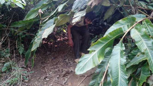 'Người rừng' dữ tợn thoắt ẩn thoắt hiện ở Lai Châu