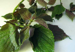 Những loại rau được ví như tiên dược chữa bệnh thần kỳ