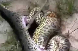 Sốc mổ bụng trăn 'khủng' lôi ra ra một con trăn 'khủng' khác