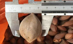 Lùng hạt trám đen 2cm, thương lái Trung Quốc âm mưu gì?