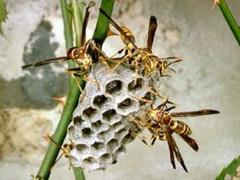 Dượng trói cháu vào cây cho ong đốt