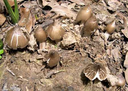 Dân Hà Nội săn mua vội nấm mối 1 triệu đồng/kg