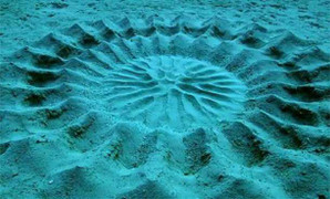 Giải mã hình thù kì lạ dưới đáy biển Nhật Bản