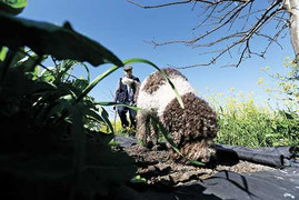 Nông dân Mỹ huấn luyện chó ‘săn lùng’ loại nấm đắt giá nhất thế giới