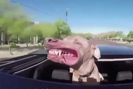 Mặt chú chó biến dạng khi đi ôtô