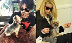 Mang cún bất hợp pháp vào Australia, vợ Johnny Depp bị phạt 2 tỷ