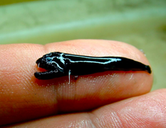 Phát hiện loài cá bí ẩn có hình dạng như quái vật ngoài hành tinh