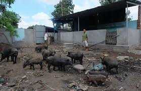 13 văn bản để cưỡng chế... một chuồng heo