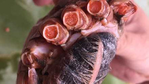 Xuất hiện cua chứa vật thể lạ ở Hà Tĩnh