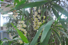 Vườn lan rừng tiền tỷ giữa Hà Nội