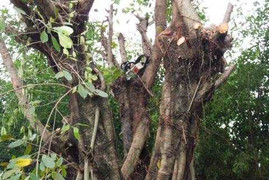 Người đàn ông bị điện giật tử vong trong khi đang cưa cây