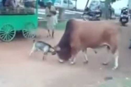 Bò lùi bước trước dê con hiếu chiến