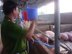 Hãi hùng ma trận thịt bẩn: Heo bị bơm nước