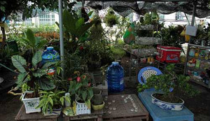 Trụ sở chính quyền thị trấn thành nơi bán cây cảnh, quán ăn