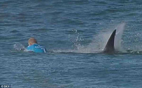 Tay không đấm cá mập khổng lồ, thoát chết kỳ diệu